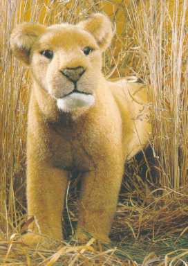 'Mara' Lioness